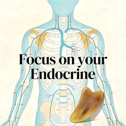 The Inner Conductor - Harmonizing Your Endocrine Landscape