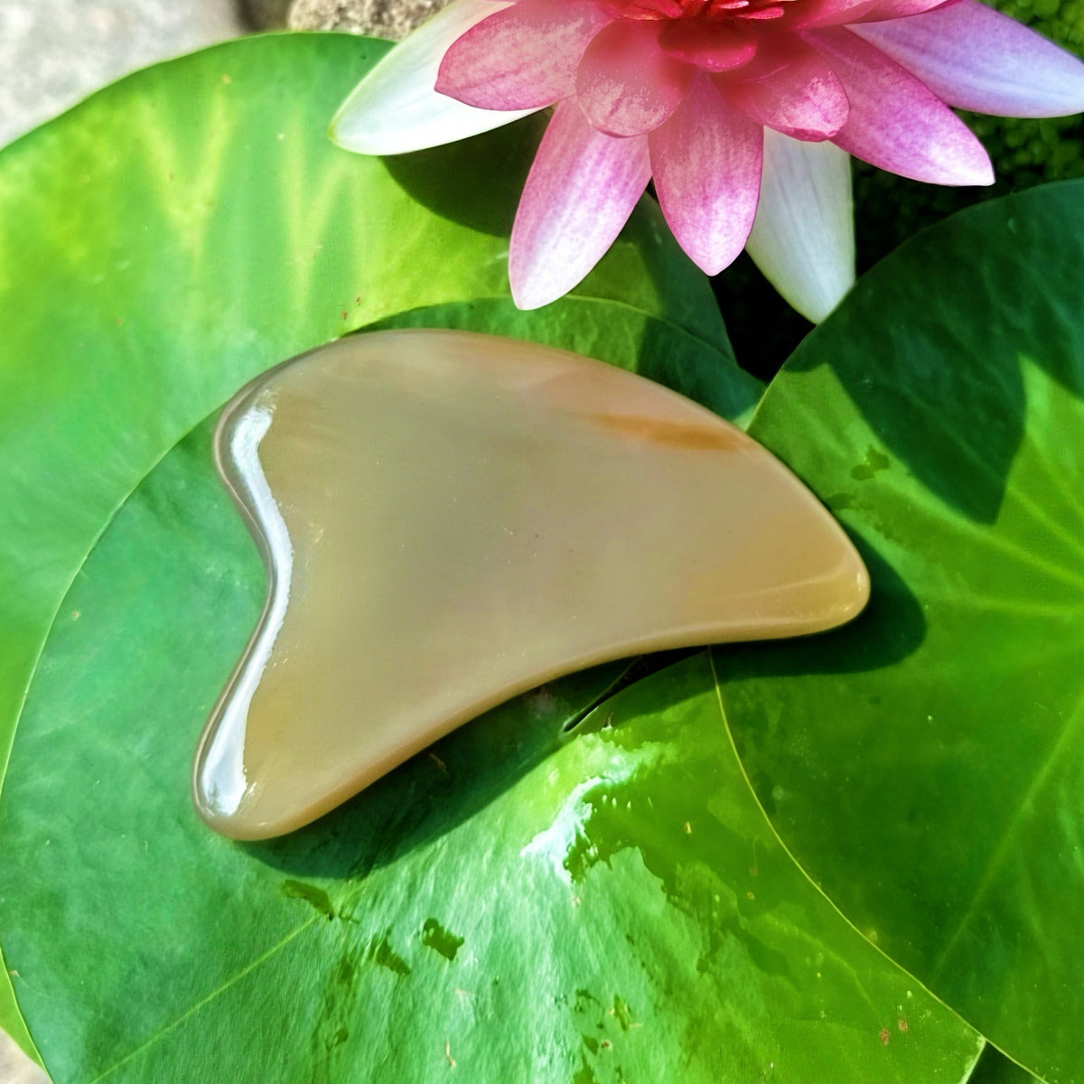 Dolphin Flow™ Gua Sha - Natural White Water Buffalo Horn （kit）